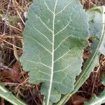 Brassica montana Hostoa