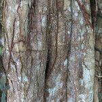 Swartzia nicaraguensis 樹皮