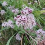 Eupatorium cannabinumFlower