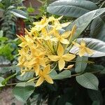 Ixora chinensis Flower