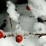 Cotoneaster integrifoliusFrugt