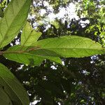 Siparuna cuspidata Leaf