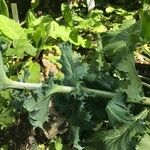 Eryngium giganteum Leaf