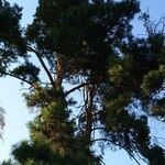 Pinus sibirica Blatt