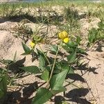 Vigna luteola Vivejo