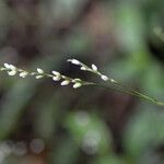 Persicaria posumbu Flower