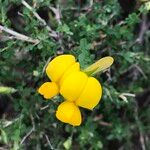 Adenocarpus telonensis 花