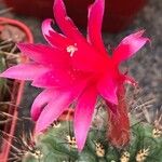 Matucana ritteri Flower