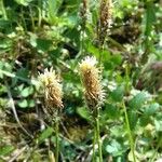 Carex distans Blomst