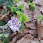 Oxalis acetosellaŽiedas