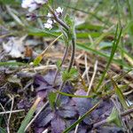 Arabis planisiliqua Natur