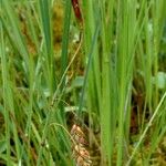 Carex limosa Fruto