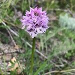 Neotinea tridentata Flower