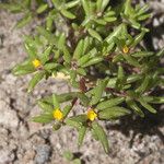 Portulaca halimoides موطن