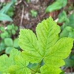 Acer pseudoplatanus Likasa