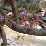 Encyclia pollardiana Flower