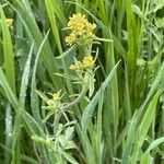 Sisymbrium officinale Leaf