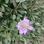 Lomelosia cretica Kukka