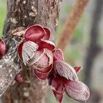 Corylus maxima Foglia