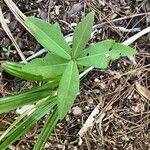 Quercus laurifolia ഇല