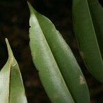 Qualea rosea Hoja