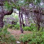 Pinus brutia Elinympäristö
