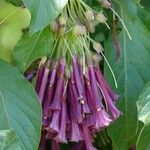 Iochroma cyaneum Blomma