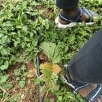 Actinidia chinensisΦύλλο