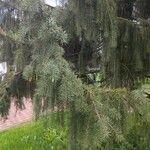 Picea breweriana Folha