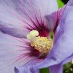 Hibiscus syriacus Květ