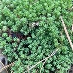 Sedum hispanicum Blatt