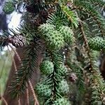 Picea orientalis Фрукт