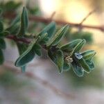 Clinopodium gilliesii Otro