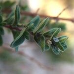 Clinopodium gilliesii Blodyn