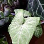 Syngonium podophyllumList