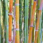 Phyllostachys reticulata Casca