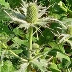 Eryngium giganteum Frucht