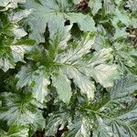 Acanthus mollis List