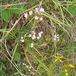 Centaurium tenuiflorumŽiedas