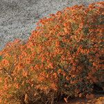 Eriogonum arborescens Hábitos