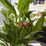 Zantedeschia albomaculata Blad