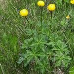 Trollius europaeus Vekstform