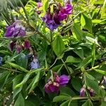 Lathyrus vernus Λουλούδι