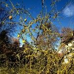 Citrus trifoliata Habitus