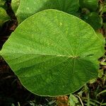 Decalobanthus peltatus Leaf