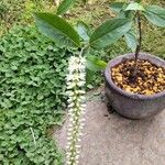 Clethra alnifoliaŽiedas