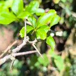 Dovyalis caffraDelienn