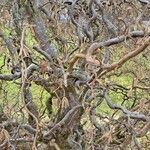 Corylus avellana Bark