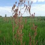 Rumex thyrsoides Fruct