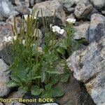 Cardamine plumieri Libunga